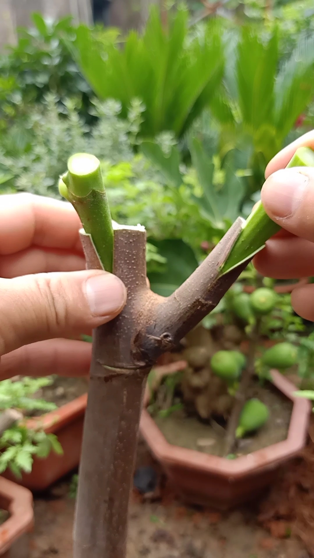 嫁接技术#插皮接蜂蜜无花果技术,成活率极高