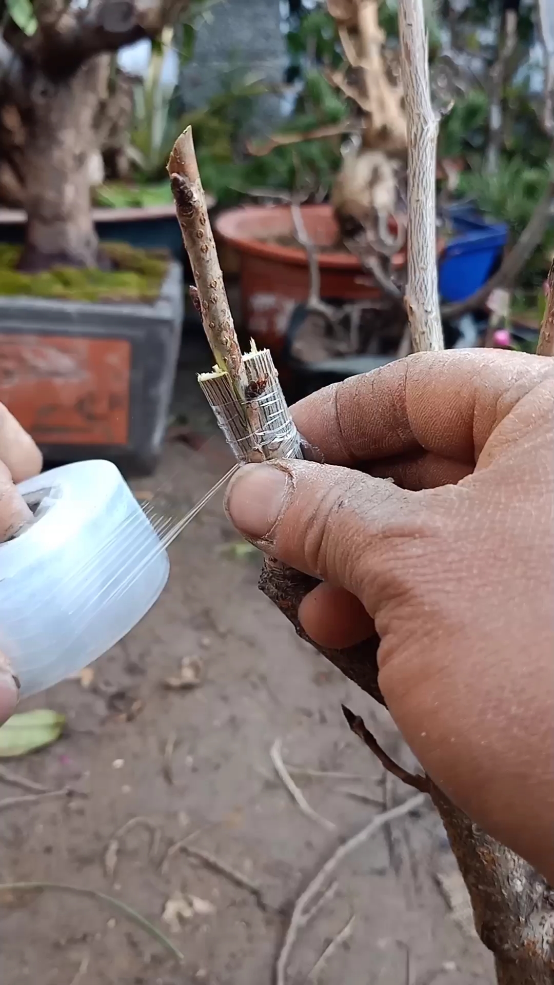 嫁接技术#劈接大樱珠技术,成活率极高