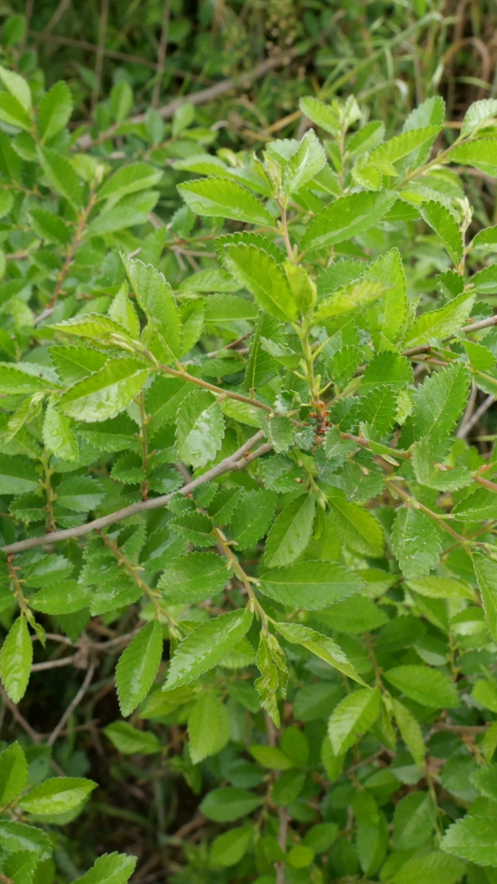 榆树叶这样做太好吃了口感黏甜吃完还想吃