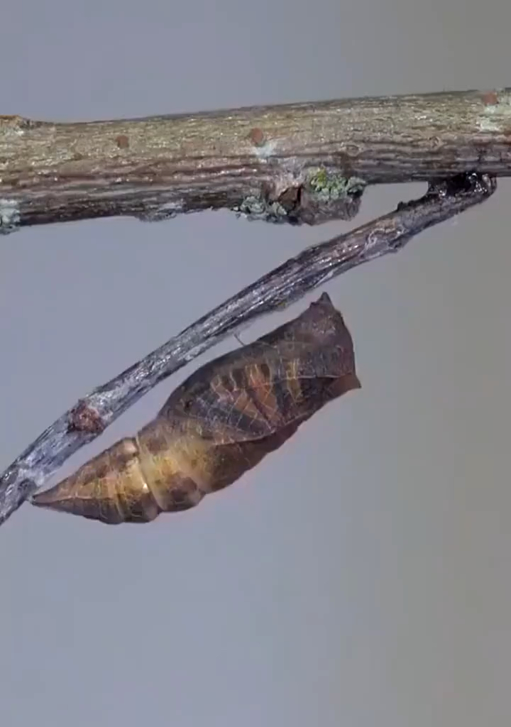 破茧成蝶,寓意你将苦尽甘来
