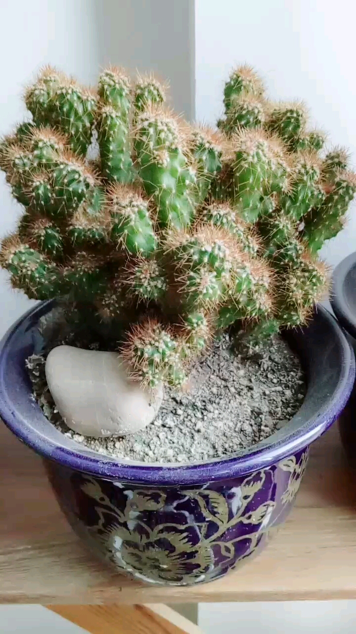 多肉植物#青石山,万重山