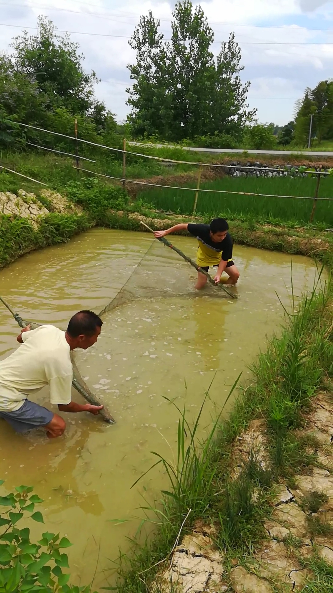 户外捞鱼#浑水捞鱼,儿时的回忆!