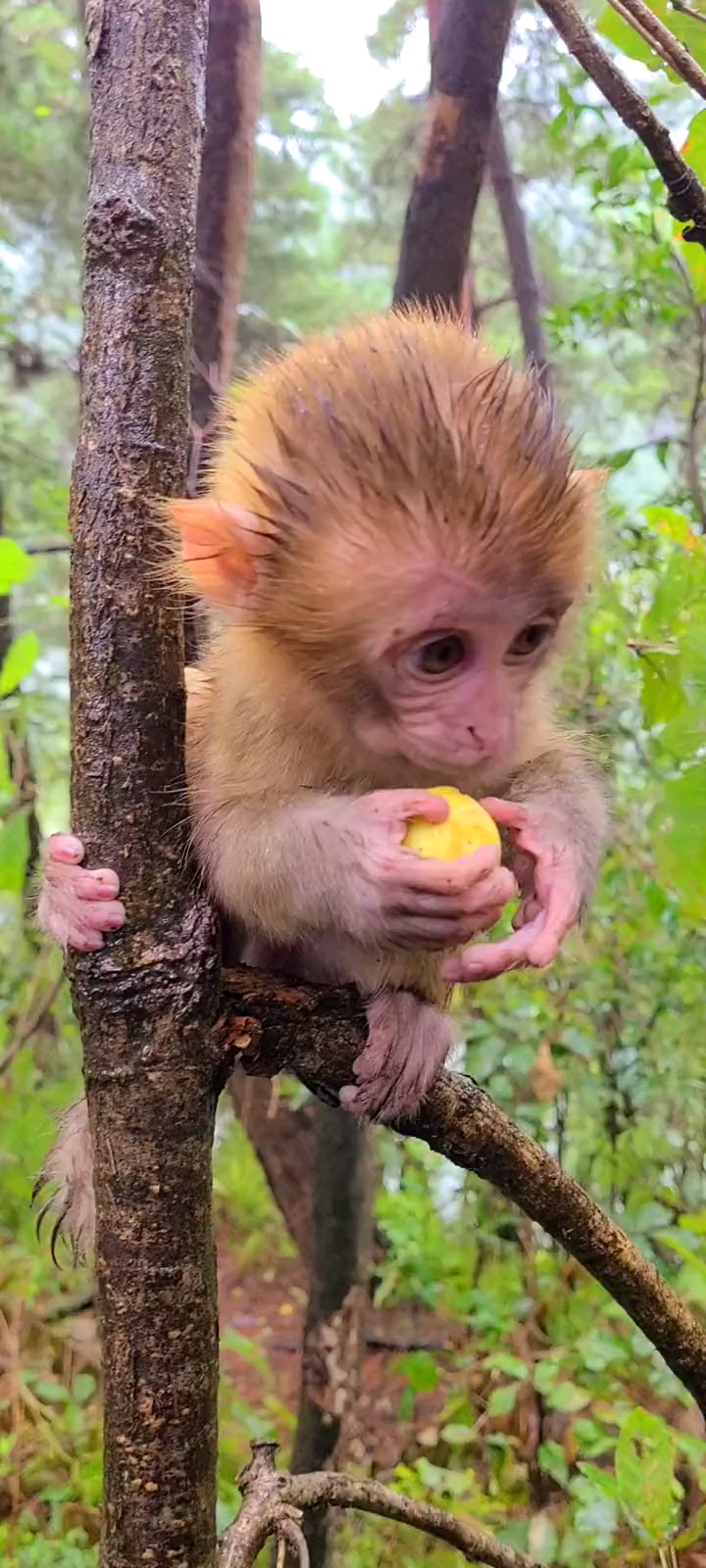 小小爱宠萌化你猴宝宝吃枣子太可爱了