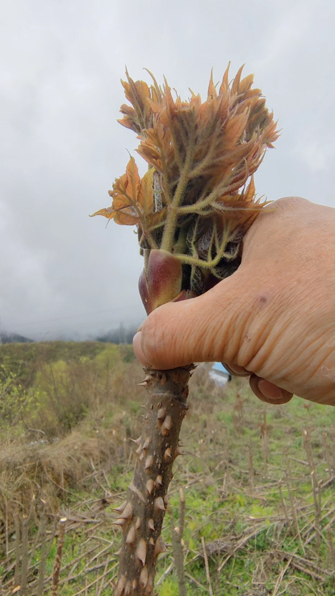 好物推荐#山野菜之王刺嫩芽