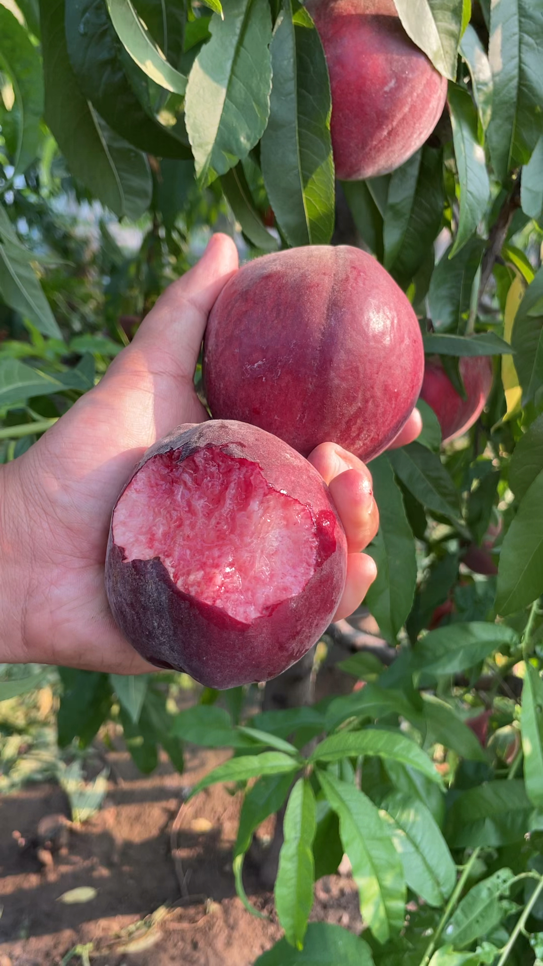 这样黑紫色外观的桃子你们见过吗?