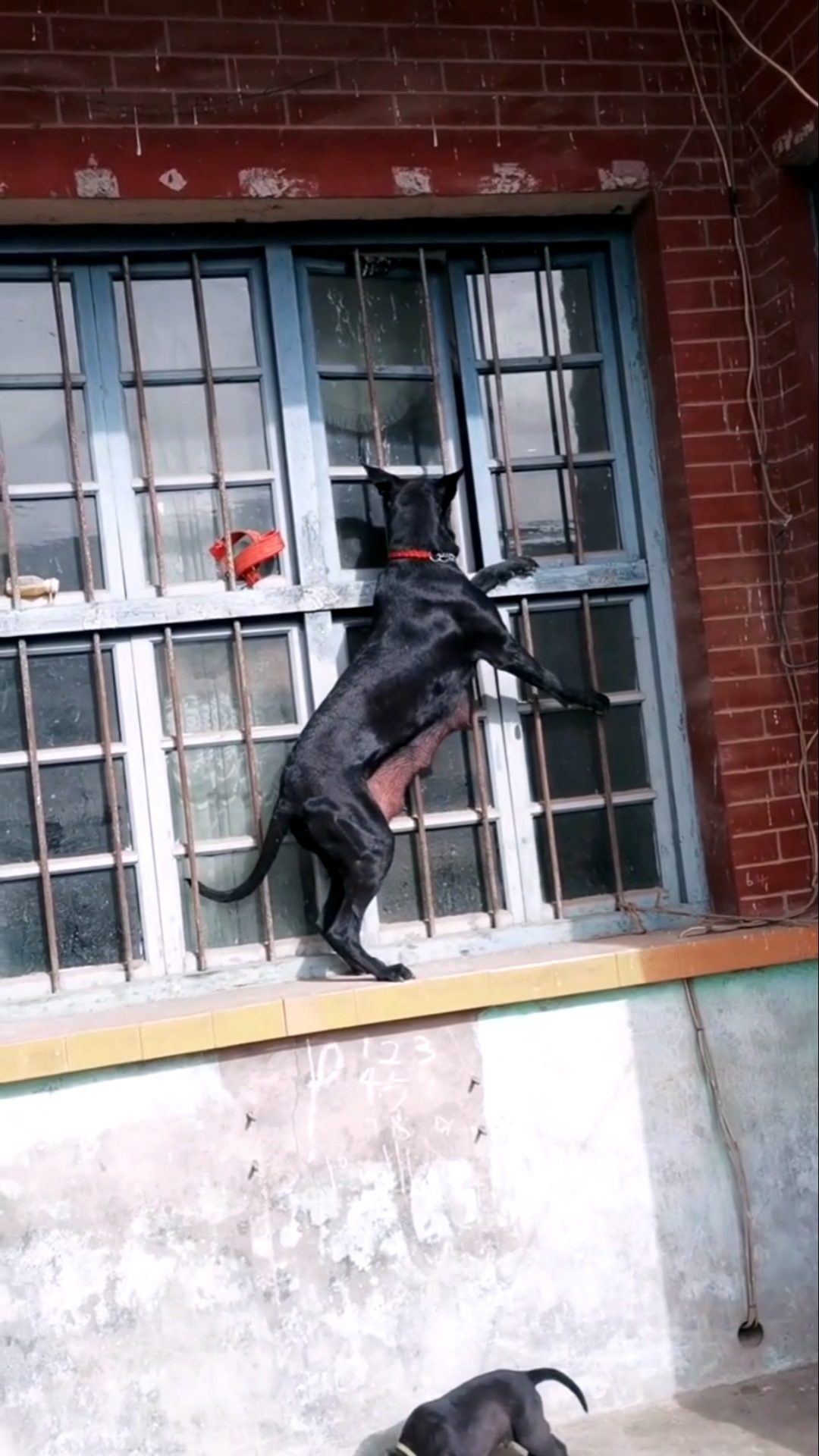 黑狼犬#黑狼犬也是可以训练的