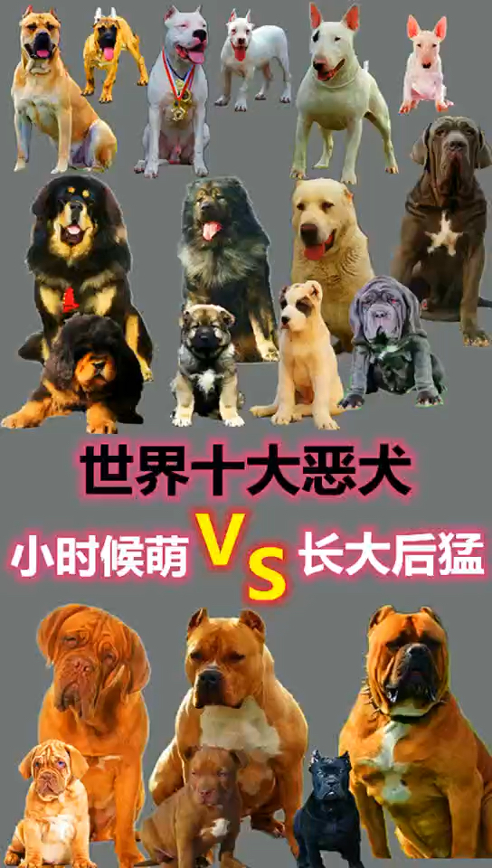 世界十大恶犬小时候萌长大后猛