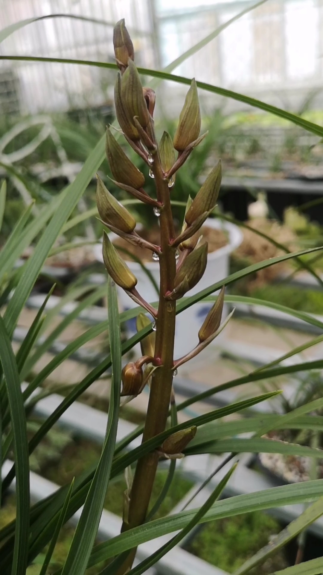过几天又要下雨蕙兰啥时候才能全面开花