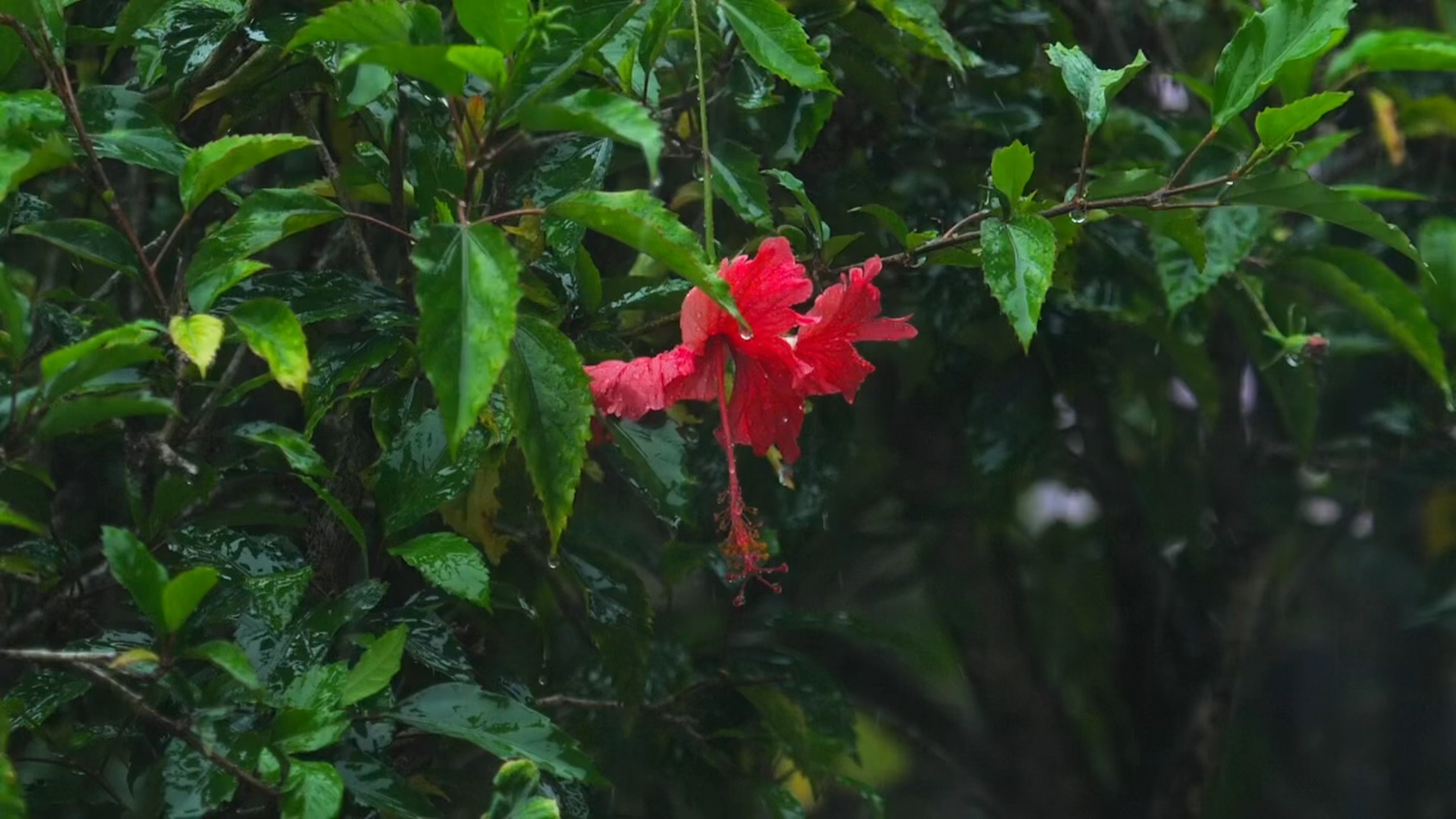 素材:落雨残花凋零也是一种美