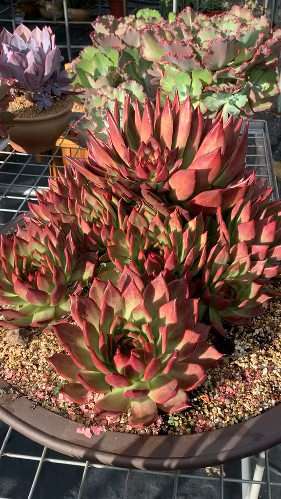 多肉红红火火红老虎