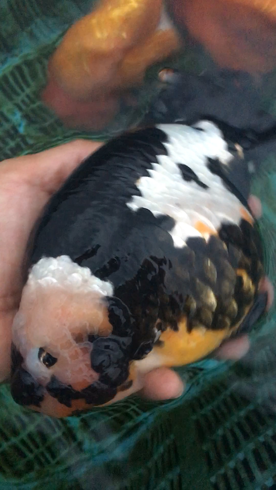 重墨兰寿多大自己看看完美