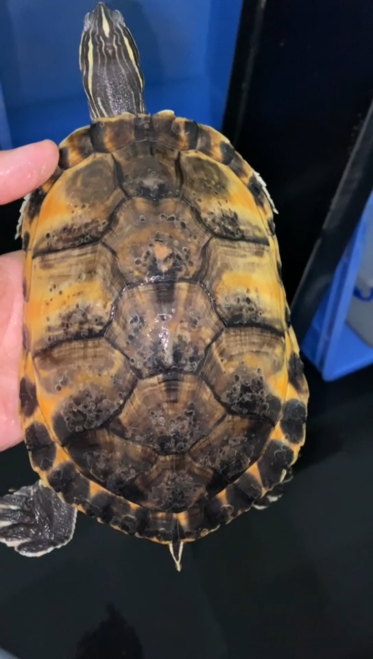 火焰龟大翅膀2斤重吃番薯叶青菜好养好发色