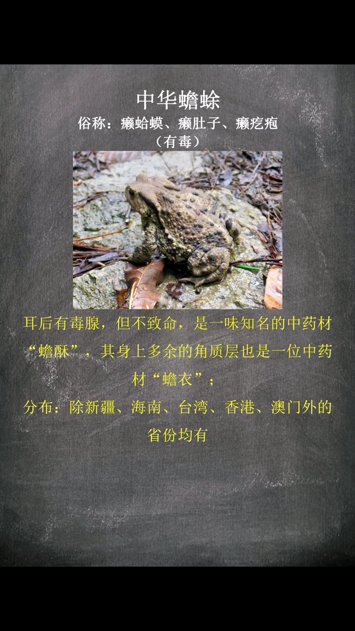 常见蛙类图鉴箭毒蛙都有毒国内虽然见不到但多数人都有耳闻