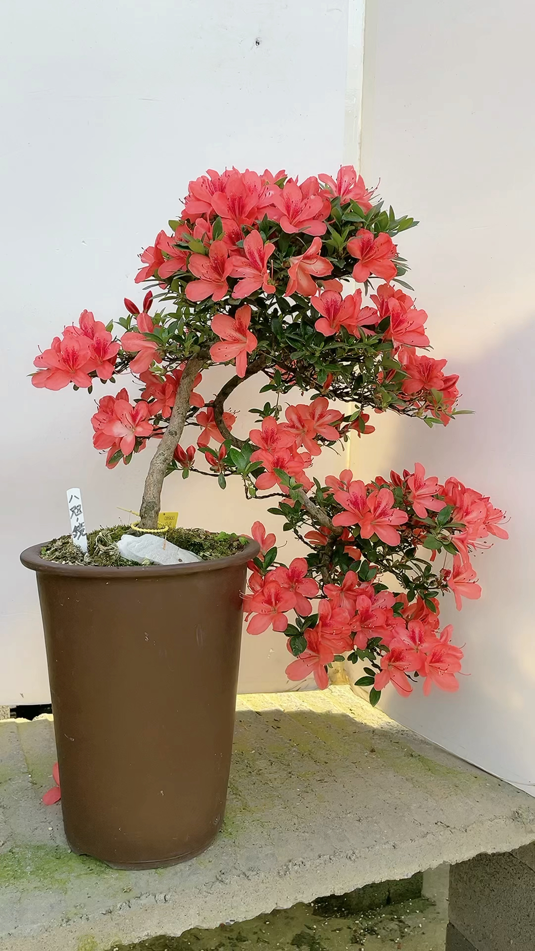 皋月杜鹃花比较大的品种