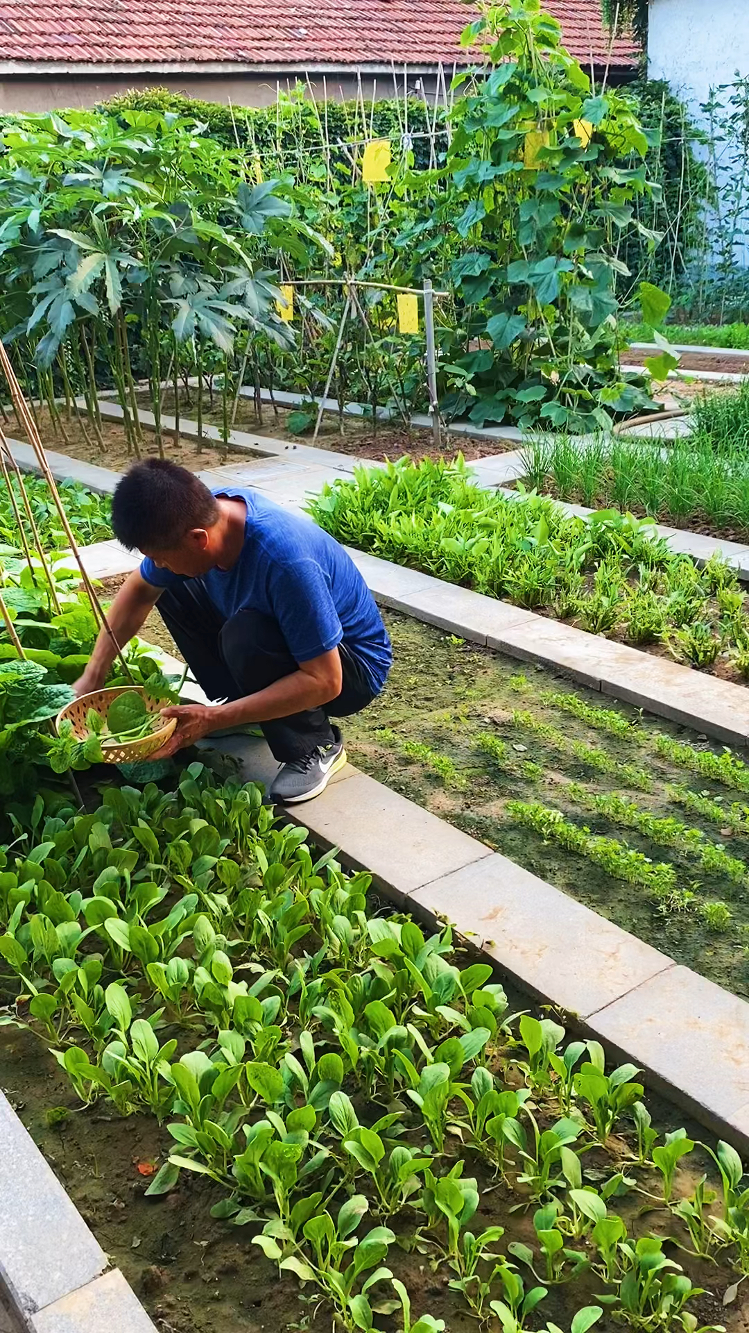 如果生活让你感到疲倦了,不妨来菜园转转,种菜摘菜,也许心情会豁然开