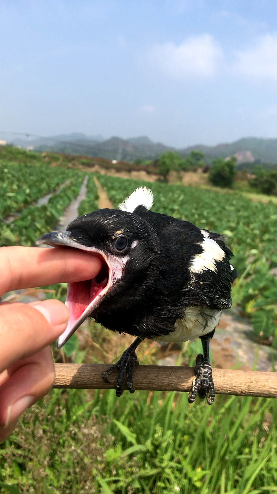 看看小喜鹊这是饿了看见啥都张嘴吃