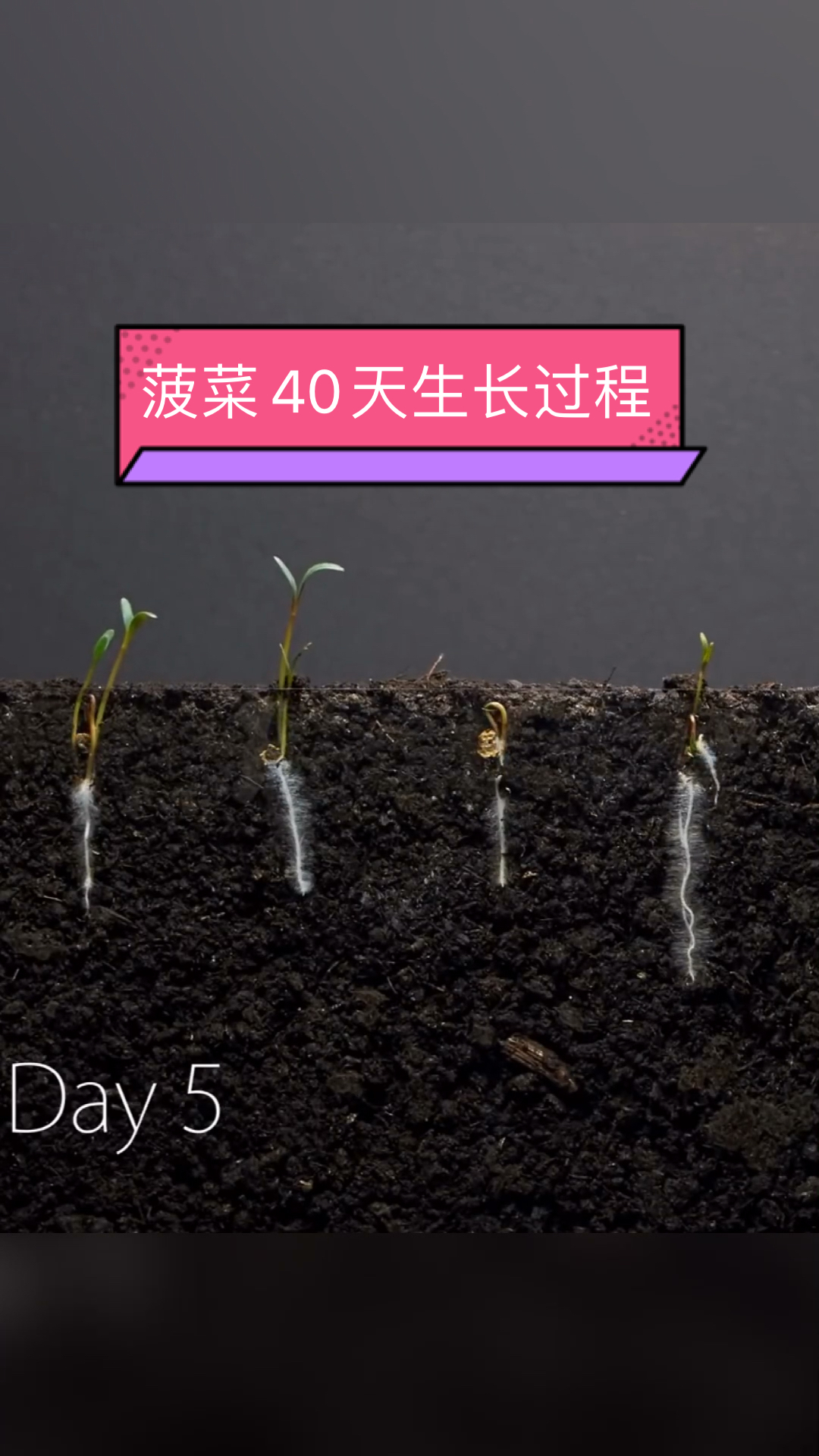 万物生长菠菜40天生长全过程从种子到成熟