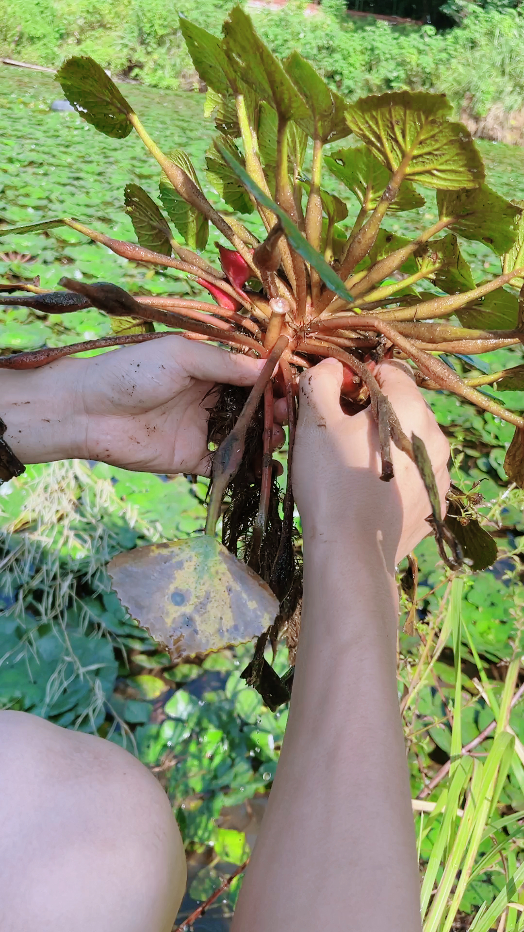 舌尖上的旅行是不是还有人不知道菱角是长在水里的