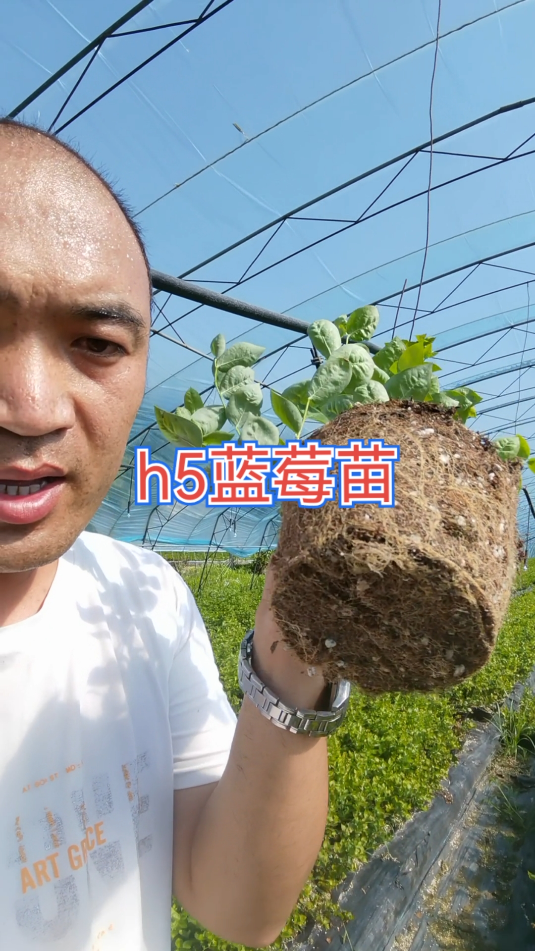 h5蓝莓#h5蓝莓苗组培苗长啥样h5蓝莓苗品种介绍h5蓝莓苗适合哪些地区