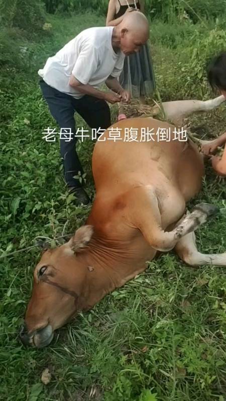 牛吃坏肚子了,胀气倒地不起