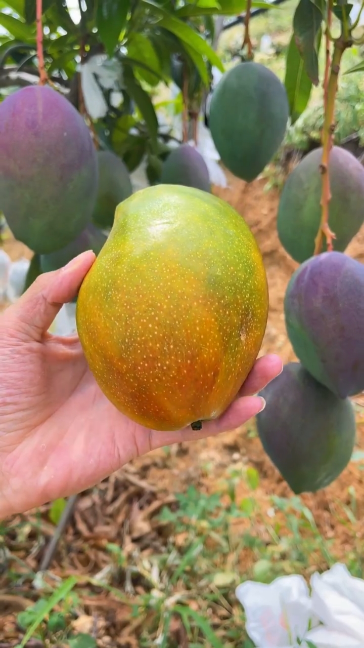 超级好吃!#攀枝花翡翠彩虹芒#三农助力