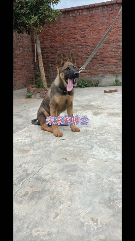 中国昆明犬草黄品系——伯爵