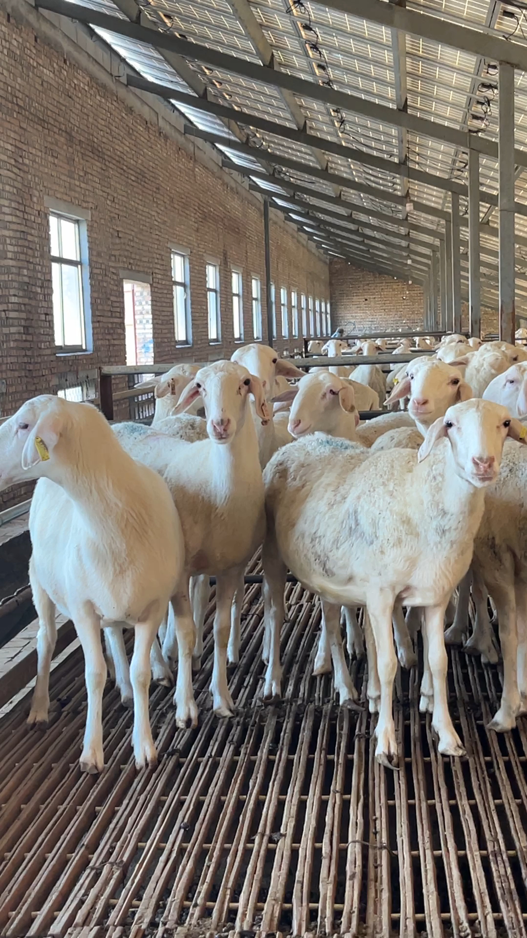 浙江湖州最大的湖羊养殖场在哪里?-度小视