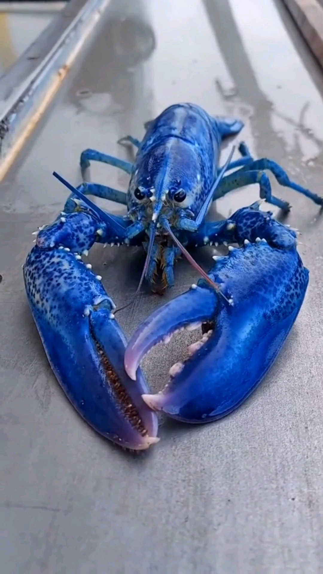 波龙和澳龙,谁才是你的菜?