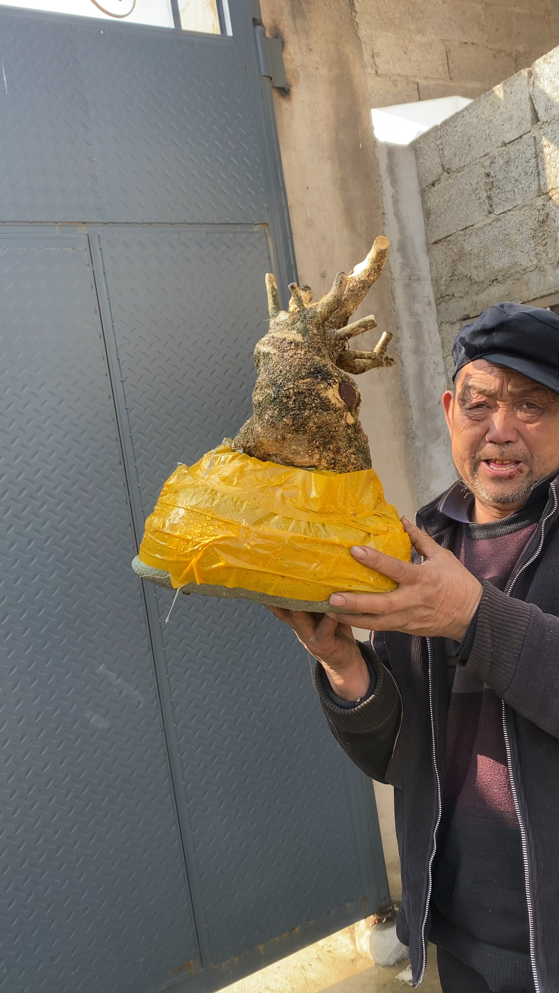 珍珠黄杨坨坨桩q