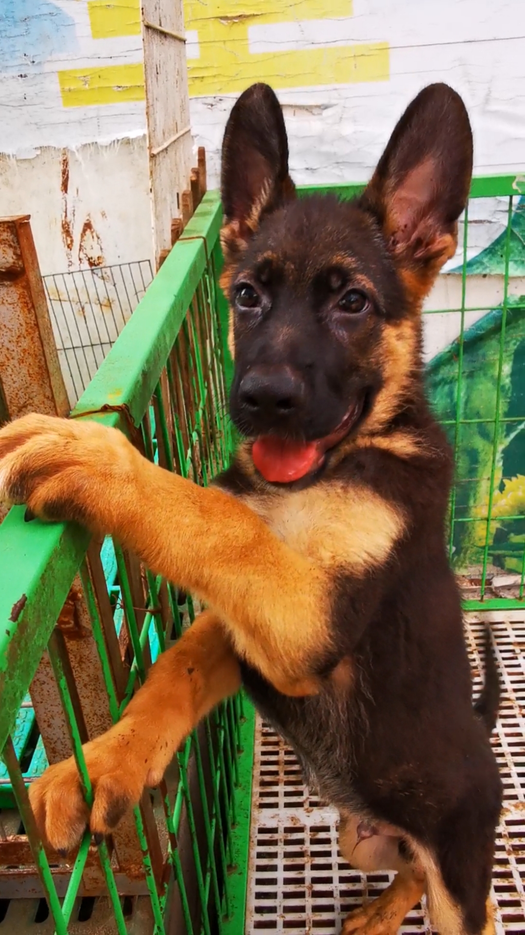 放牧牛羊的护卫犬德牧弓背