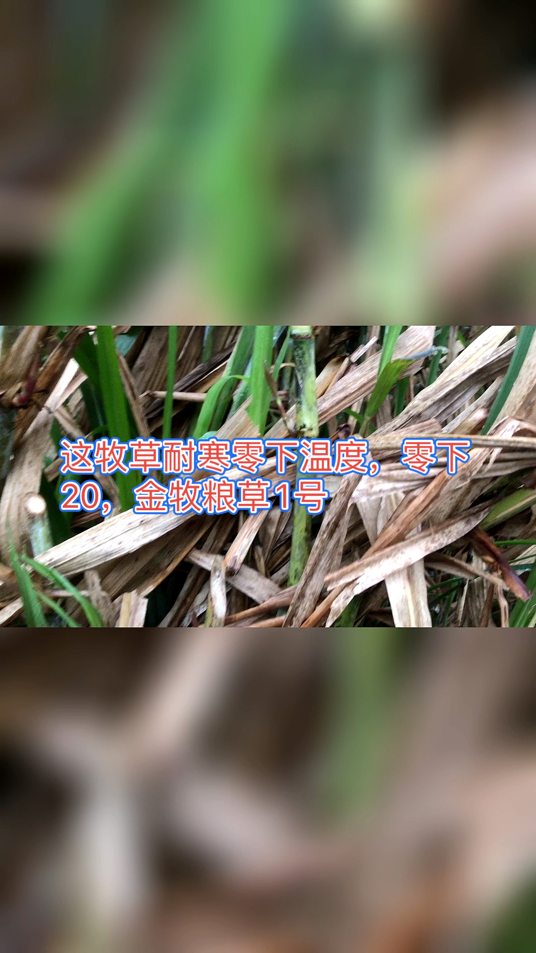 高产牧草种子这牧草耐寒零下温度零下20金牧粮草1号
