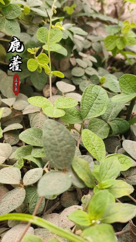 认识中草药#百草中药之鹿藿,豆科植物,本品以全草入药,秋季采集