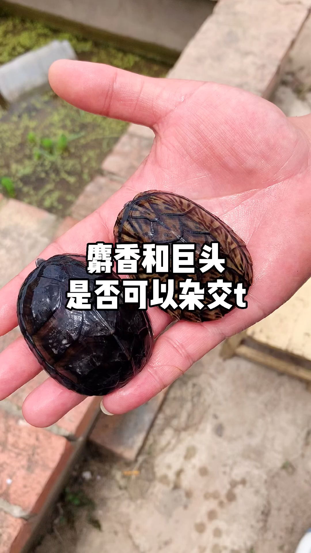 麝香龟麝香龟和巨头蛋龟是否可以杂交龟谷鳖老