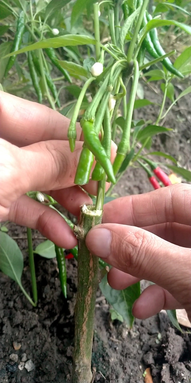 辣椒嫁接技术分享,成活率非常高.