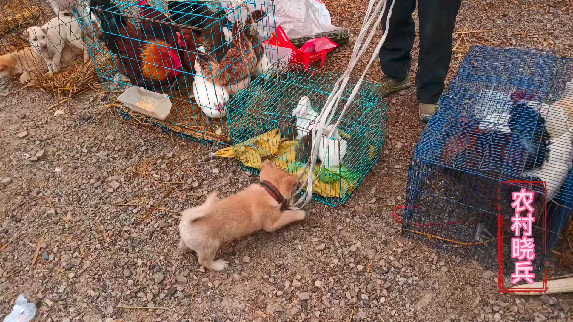 记录生活贵州乡村土猎猎性怎么样