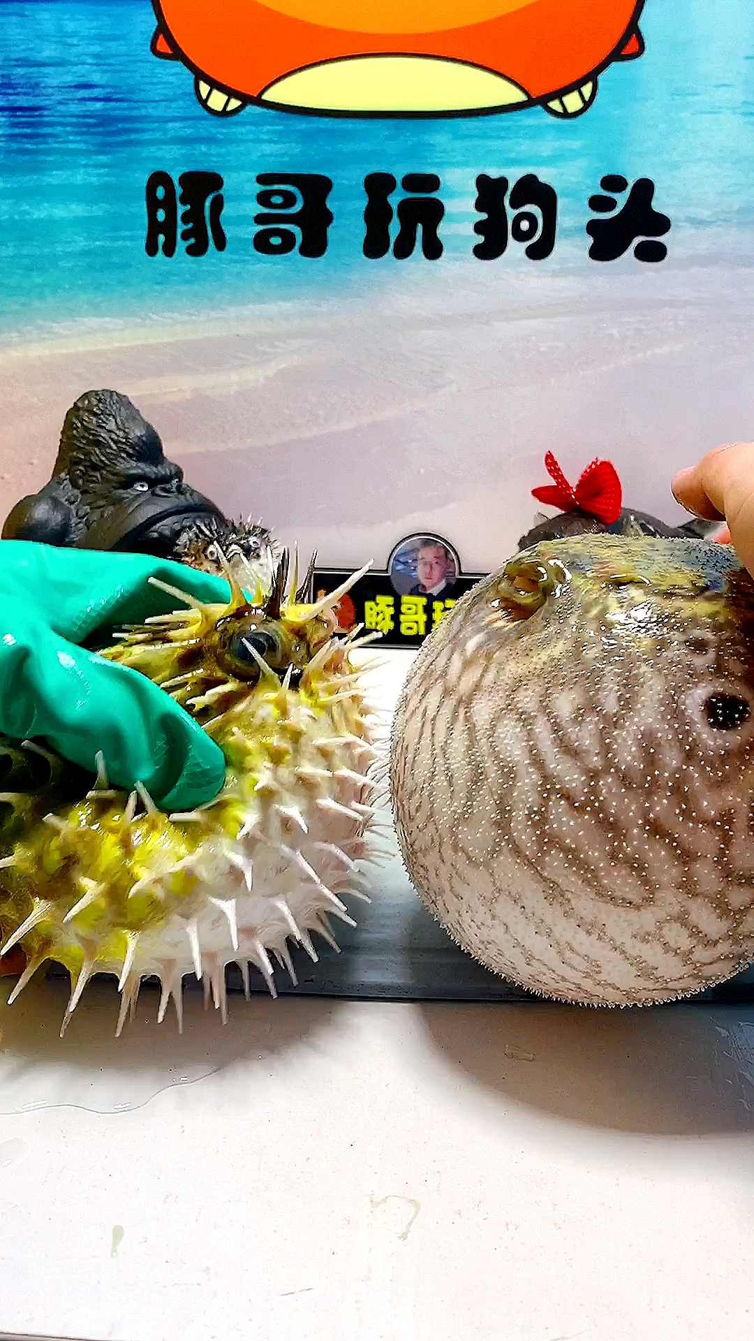 豚哥带你玩狗头#你俩谁输了记得找我报道!-度小视