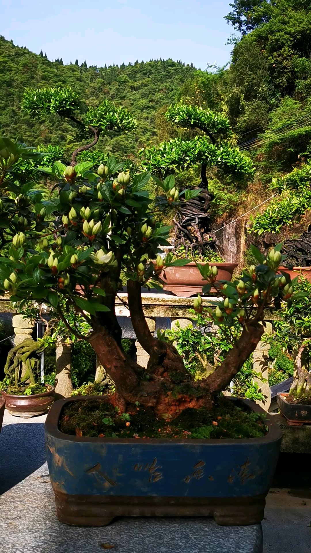 皋月杜鹃之绿色光辉