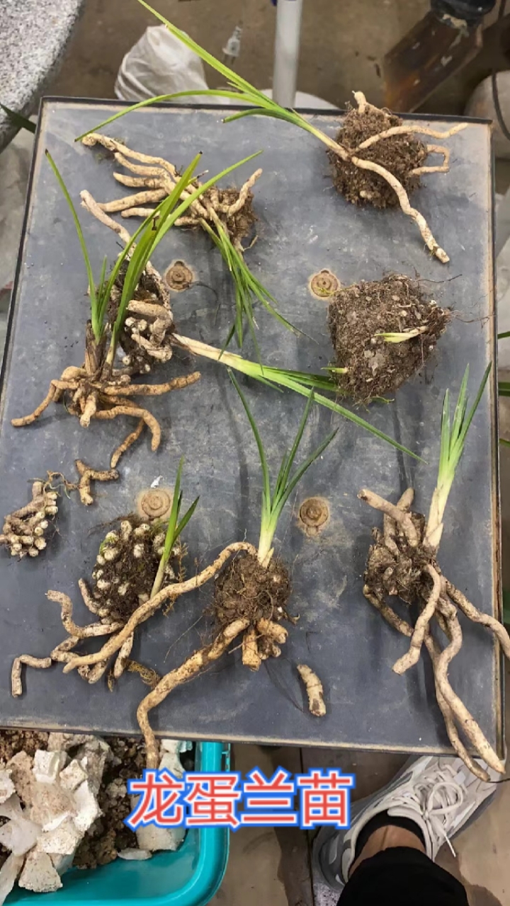兰花#这么漂亮的小艺龙蛋原兜兰花!兰友们是你们喜欢的吗