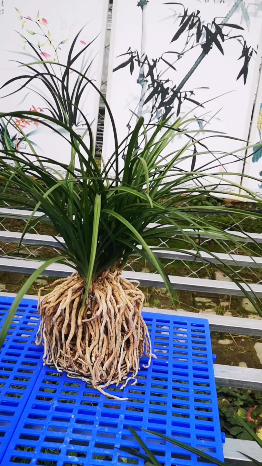 浓香蕙兰精品盆景草