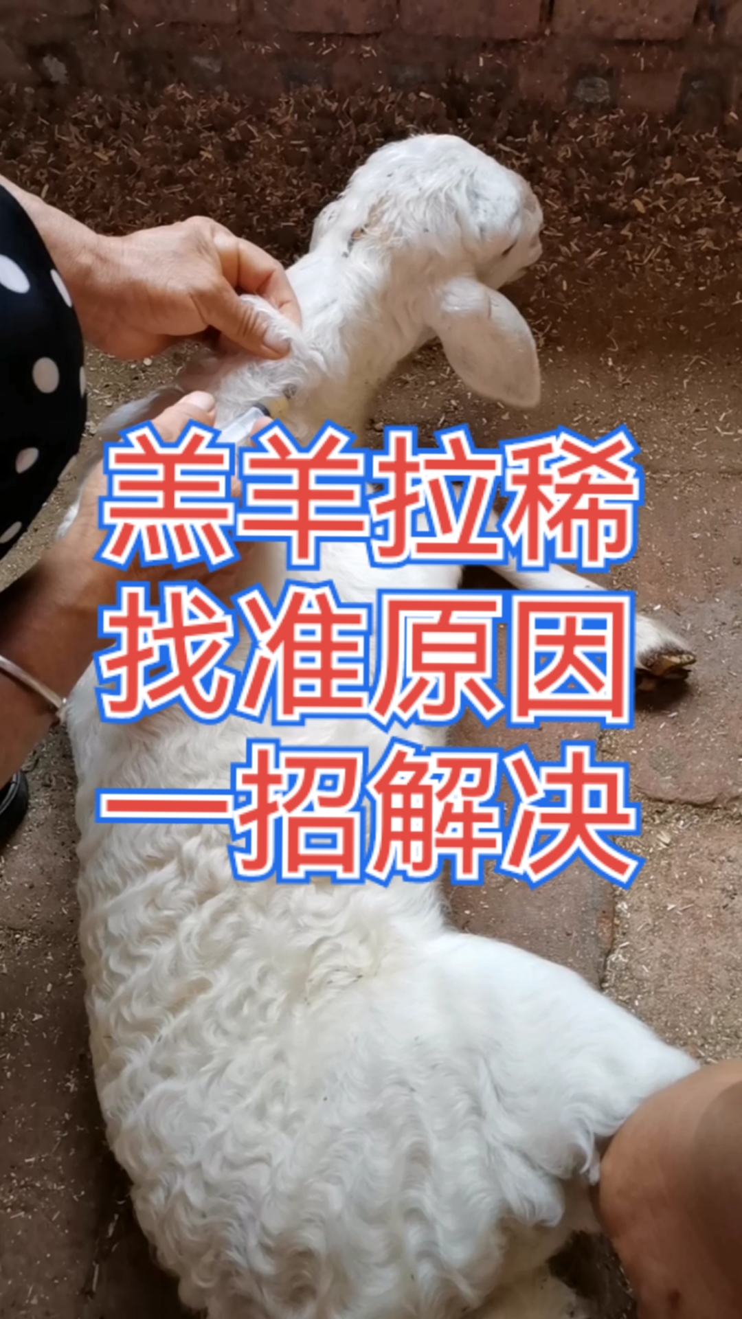 养羊#教你一招解决羔羊拉稀