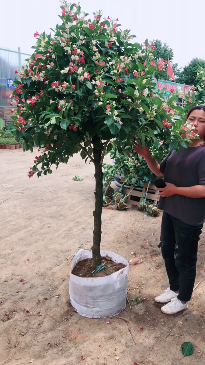 五彩锦带寓意前程似锦开花彩色,耐寒耐旱南北方都可以栽植