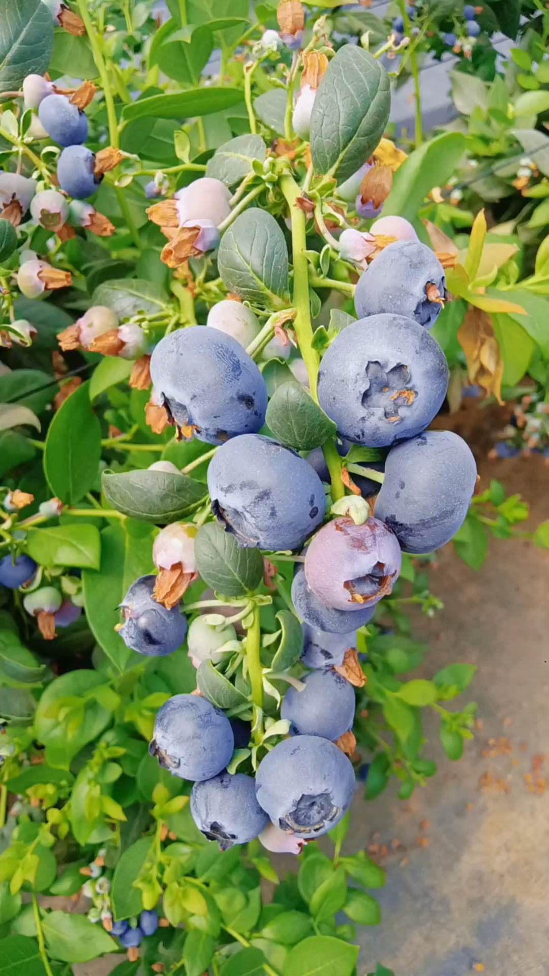 法新蓝莓苗基地,剪串蓝莓苗品种哦!