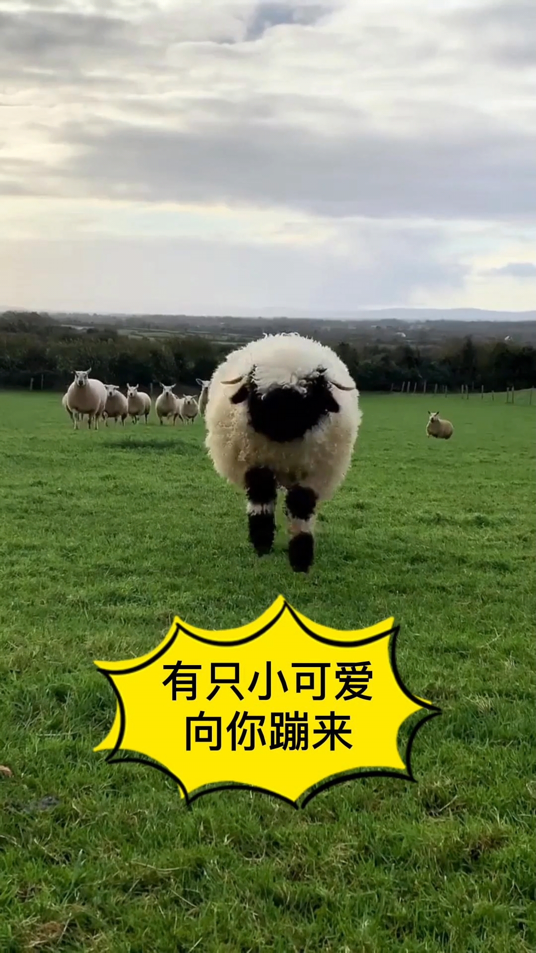 动物世界#有只小可爱向你蹦跶而来啦