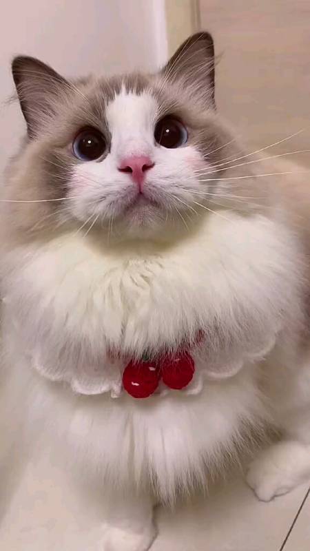 我家萌宠成精了#小猫咪不知道怎么凶人,它只知道可爱