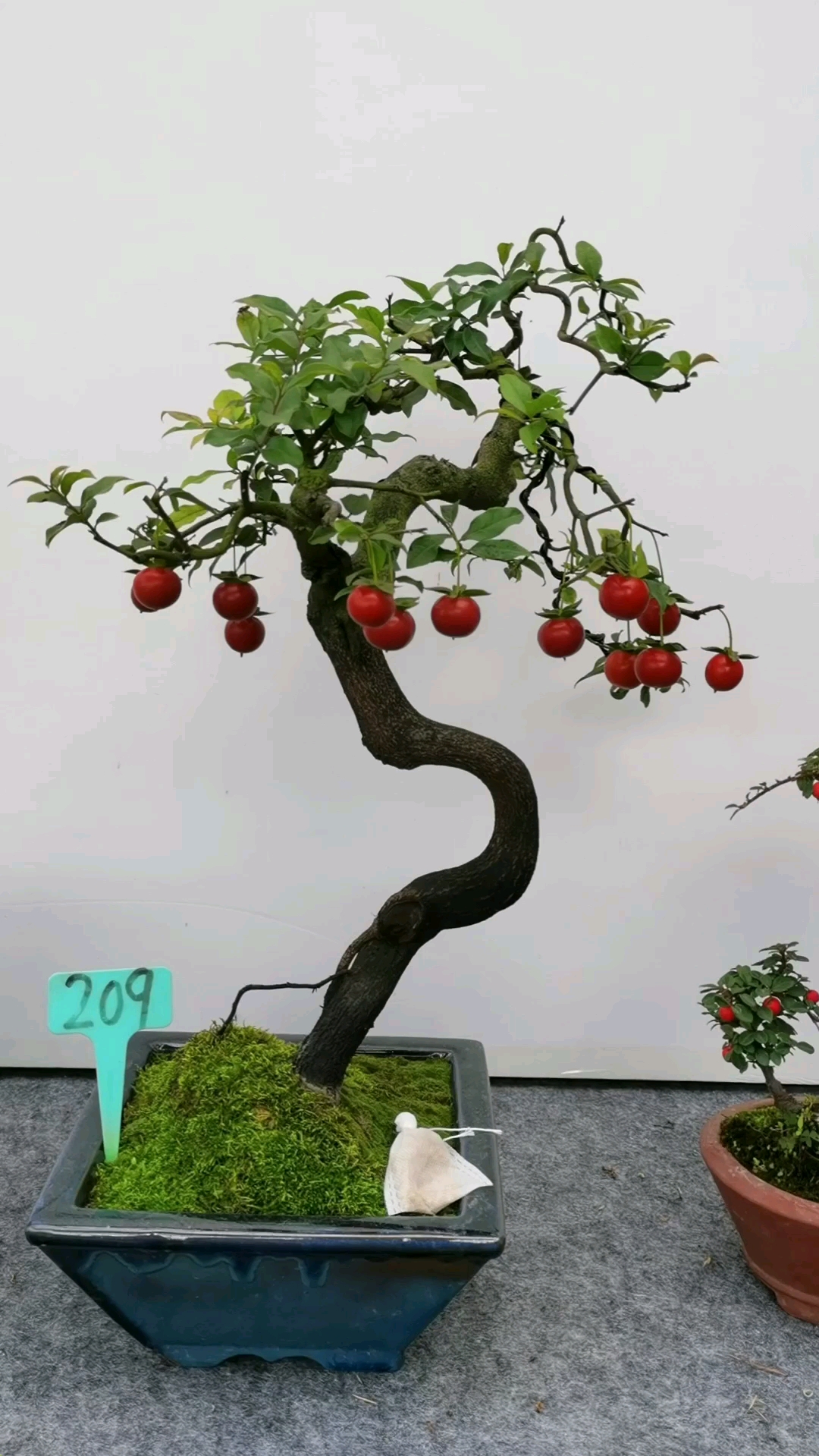 车厘子金弹子车厘子果金弹子真的太美了这个果形