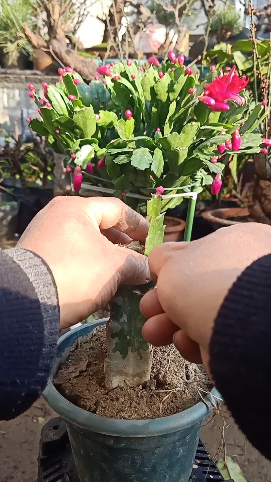 嫁接技术#火龙果嫁接蟹爪兰技术,成活率高达百分之百