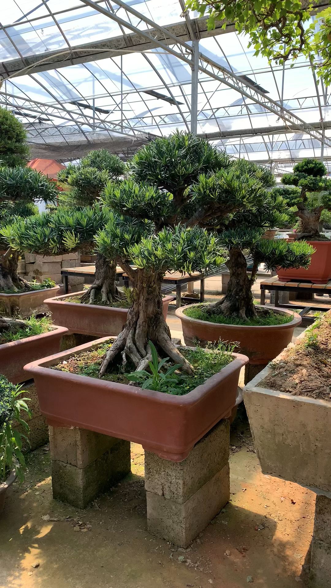 老桩罗汉松盆景,每棵造型都是完全成型,没有铝丝