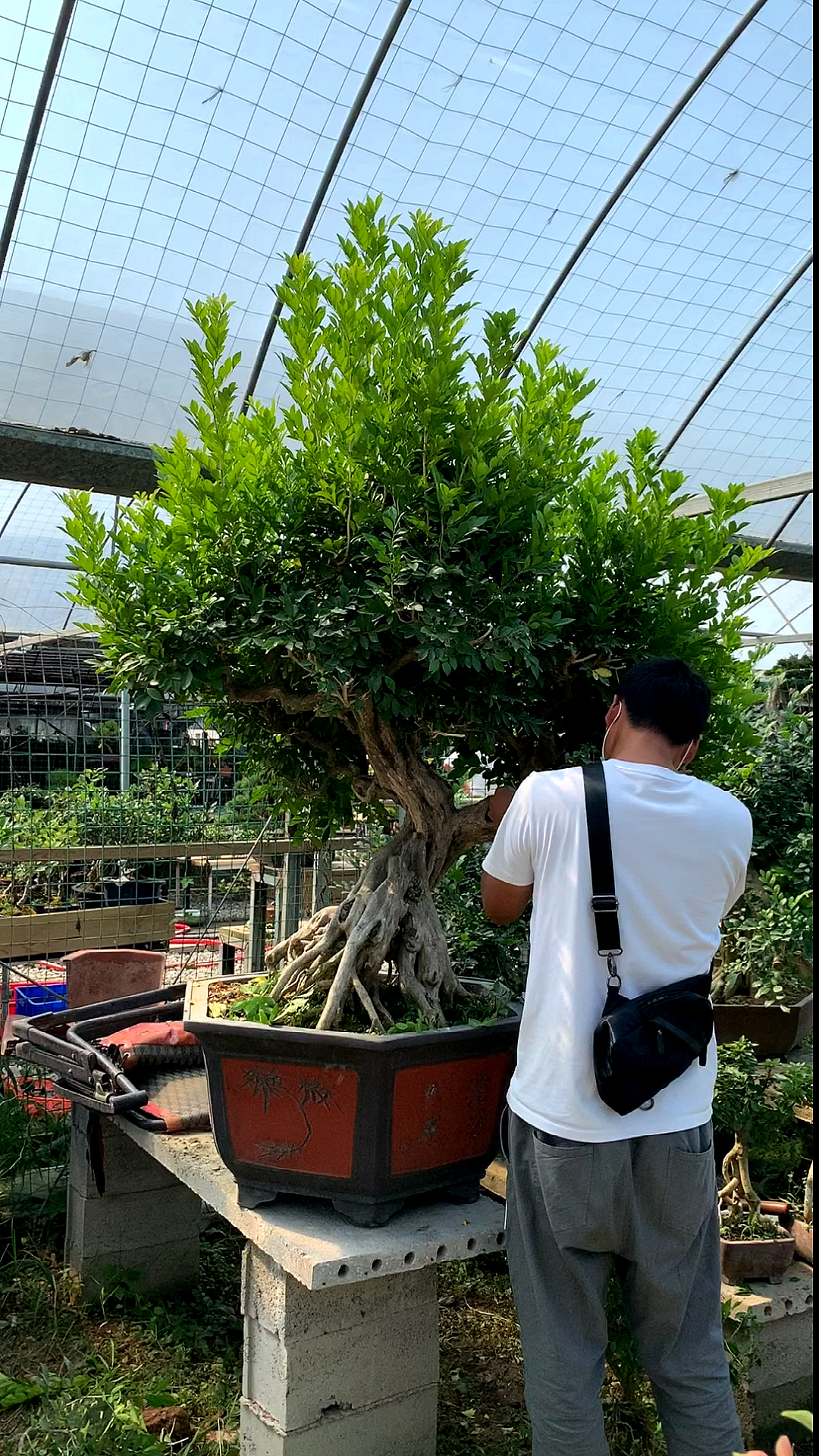 天气转凉,九里香开始修剪