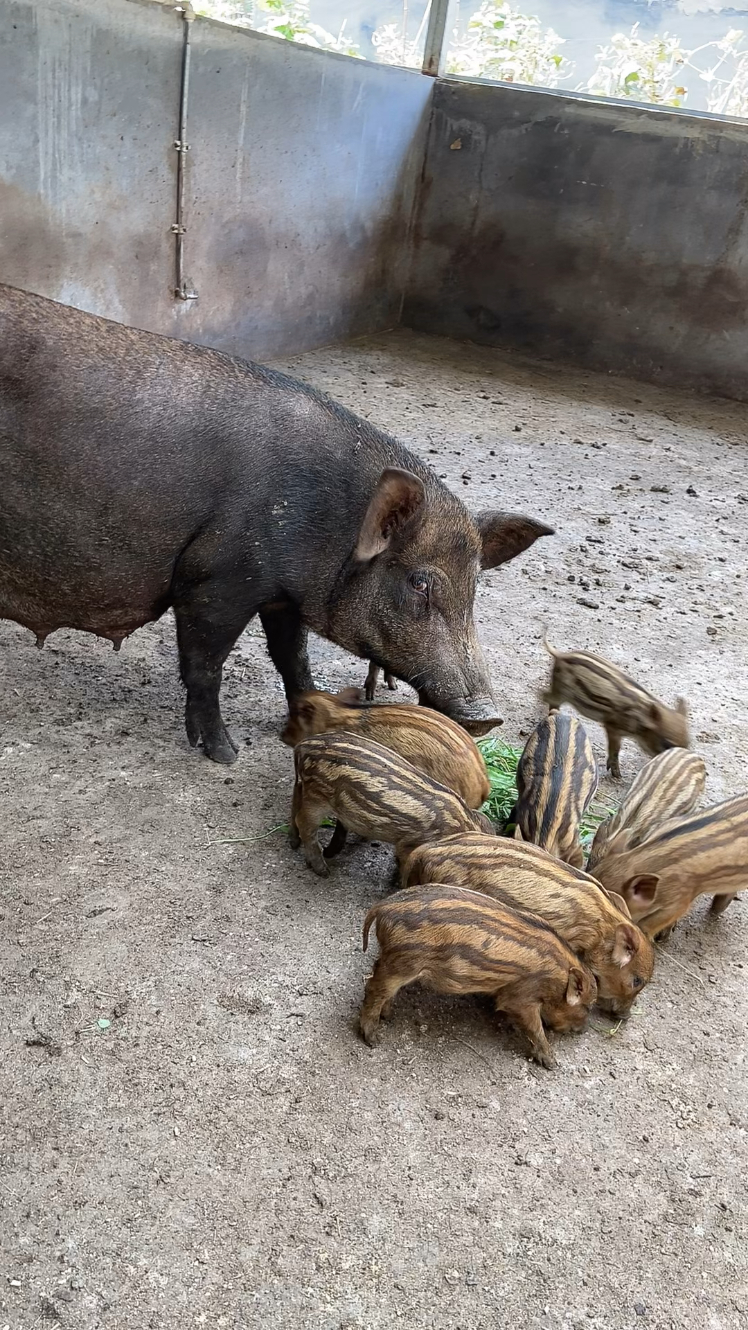 我想养野猪在哪里买河北野猪养殖基地