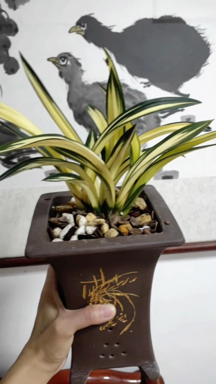 兰花#墨兰～黄金达摩中透艺,完美艺态,喜欢吗